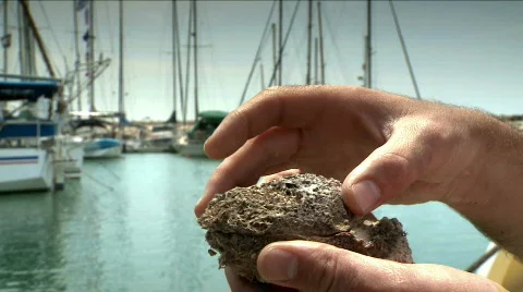 Openning a clam  Stock Footage 705049