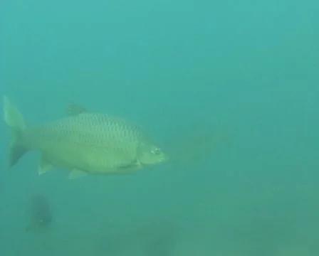 Openwater yellowfish Stock Footage 22024794