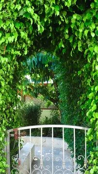 An openwork gate to the garden. A cute light fence and lots of foliage. Summe Foto stock