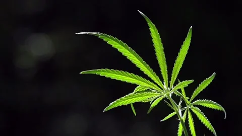 Openwork, large, spicy leaf. Frontal camera movement. Stock Footage 111761661