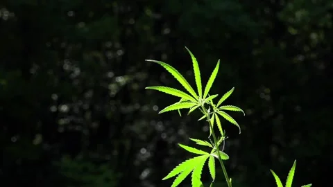 Openwork, large, spicy leaf.Green leaves glow in the sun. Stock Footage 111761659