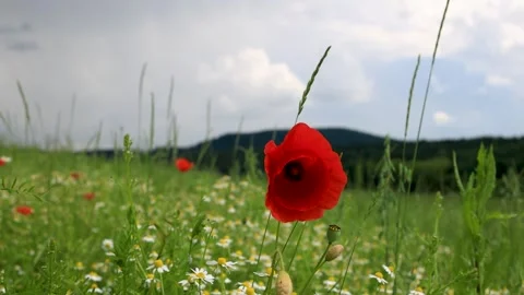 An openwork red large poppy Stock Footage 243375436