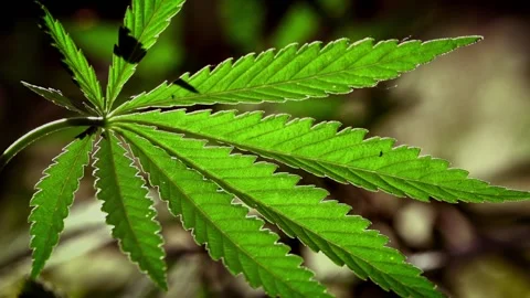 Openwork sheet of hemp. A branch of hemp in the sun. Stock Footage 109161774