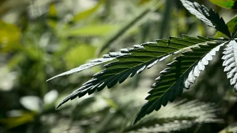 Openwork sheet of hemp. A branch of hemp in the sun. Stock Footage 109161784