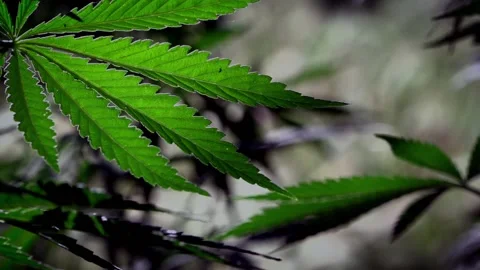 Openwork sheet of hemp. A branch of hemp in the sun. Stock Footage 109161785