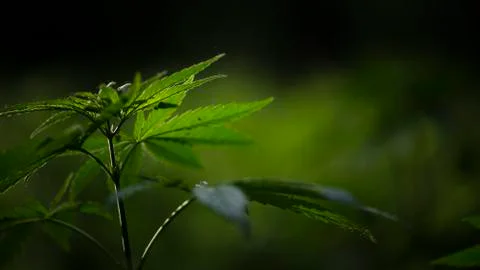Openwork sheet of hemp. A branch of hemp in the sun. Stock Photos