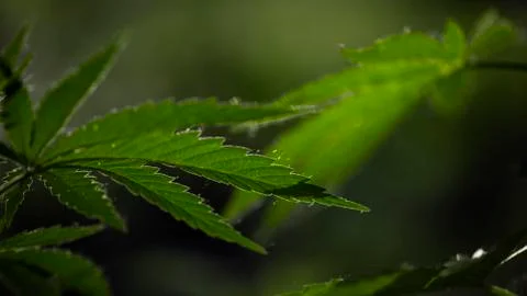 Openwork sheet of hemp. A branch of hemp in the sun. Stock Photos