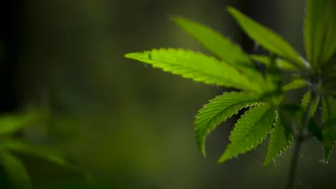Openwork sheet of hemp.A green, large sheet of cannabis. Stock Photos