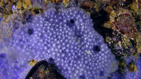 Openwork surface Pink sponge (Disidea sp.), texture. Stock Footage 82865898