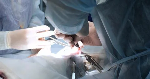 Operating team of veterinarians at work in surgery. The hands of a veterinary Stock Photos