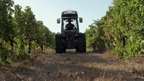 Operation of agricultural machinery in the vineyards during irrigation Stock Footage 270061453