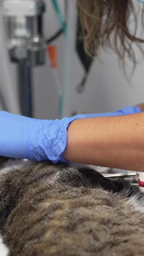 Operation on a cat, veterinary and veterinary assistant in the mouth operation Stock Footage 260692358