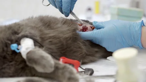 Operation on a cat in a veterinary clinic. Video stock 154853349