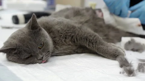 Operation on a cat in a veterinary clinic. Stock Footage 154853554