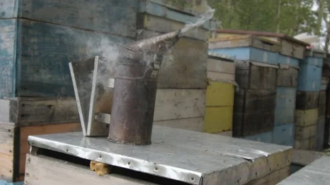 Operation of the device for smoking bees to extract honey from the beehive Stock Footage 145626372