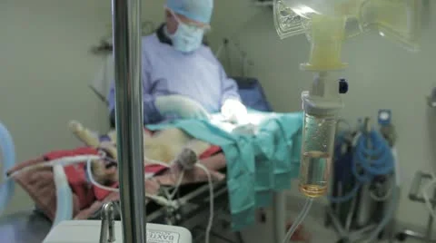 Operation on a dog Stock Footage 21455674