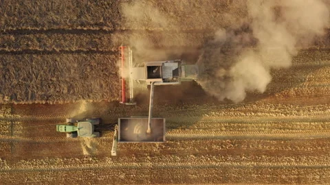 Operation of gathering the useful part or parts of the plants as seen from above Stock Footage 236906421