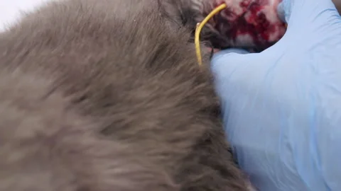 Operation on the hind paw of a cat in a veterinary clinic. Video stock 153629957