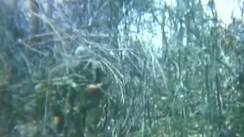 OPERATION JEB STUART III (1ST AIR CAVALRY DIVISION) (12) Stock Footage 237862275
