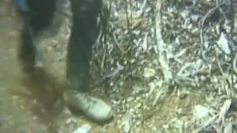 OPERATION JEB STUART III (1ST AIR CAVALRY DIVISION) (13) Video stock 237862279