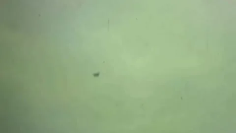 OPERATION JEB STUART III (1ST AIR CAVALRY DIVISION) (8) Stock Footage 237862476