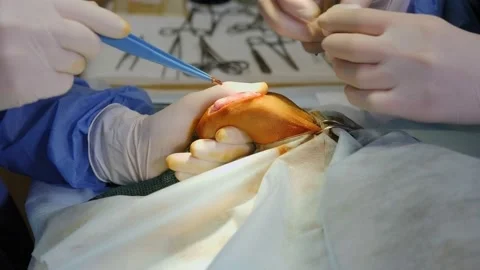 The operation process of a Yorkshire Terrier on the paw in a veterinary clinic. Stock Footage 138987577