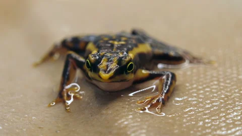 Operation to remove a subcutaneus parasite from an Atelopus toad Video stock 145885209