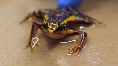 Operation to remove a subcutaneus parasite from an Atelopus toad Video stock 145885250