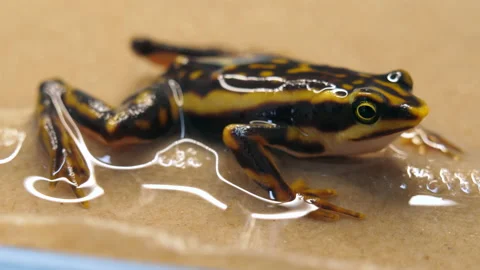 Operation to remove a subcutaneus parasite from an Atelopus toad Stock-Footage 145885252