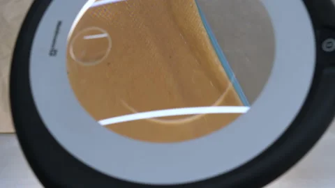 Operation to remove a subcutaneus parasite from an Atelopus toad Video stock 145885293