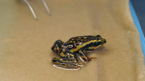 Operation to remove a subcutaneus parasite from an Atelopus toad Video stock 145885328