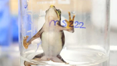 Operation to remove a subcutaneus parasite from an Atelopus toad Video stock 145885443
