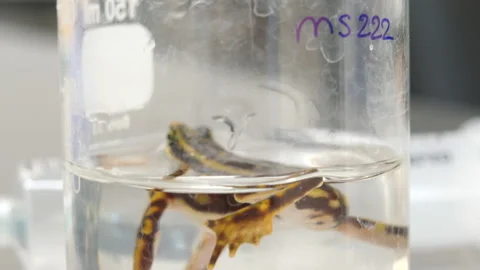 Operation to remove a subcutaneus parasite from an Atelopus toad Video stock 145885480