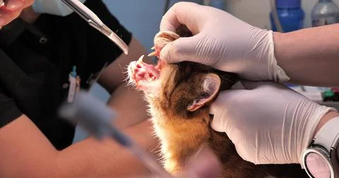 Before the operation, the veterinary anesthesiologist intubates the cat under Stock Photos