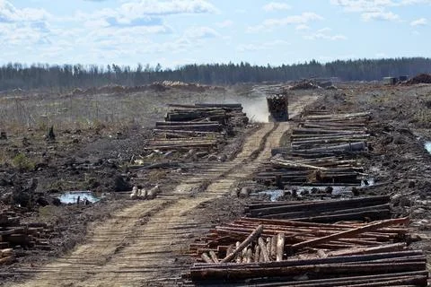 Operations for loading a logging truck Stock-Fotos