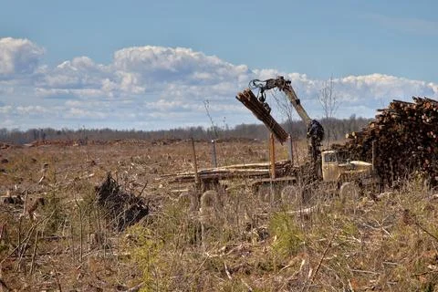 Operations for loading a logging truck Stock Photos