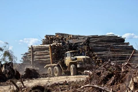 Operations for loading a logging truck Stock Photos