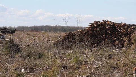Operations for loading-unloading logging truck Stock Footage 161797366
