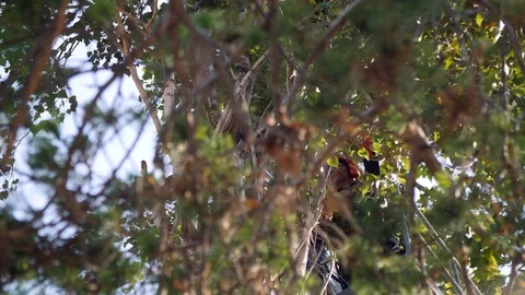 Operator cutting a Tree with a Chainsaw. Tree pruning 02 Stock Footage 94936280
