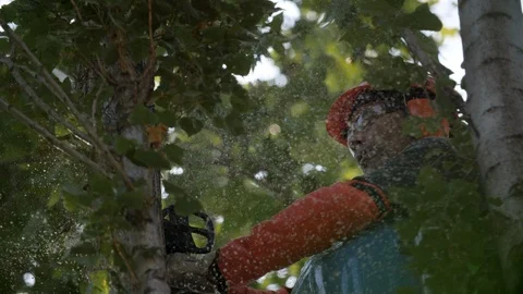 Operator cutting a Tree with a Chainsaw. Tree pruning 05 Video stock 94936324