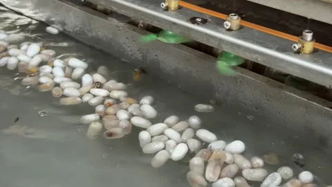 An operator feeds delicate strands into machinery during raw silk extraction Stock Footage 329373117