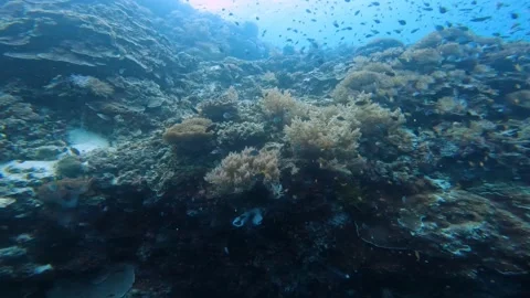 The operator first shows a close-up of a part of the coral reef. Then his Stock Footage 214153559