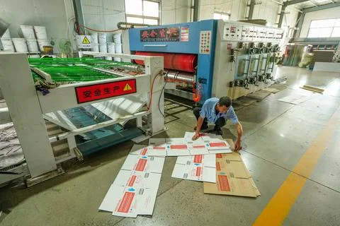 Operator Inspecting Semi-finished Carton Printing Products Stock Photos