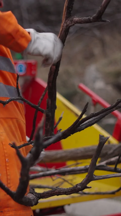 An operator places the branches in a machine Video stock 272479789