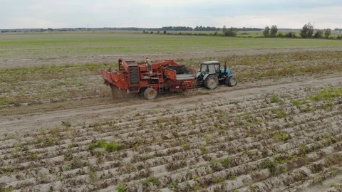 Operator-sorter potato harvester discards impurities from the conveyor in front Stock Footage 118816079