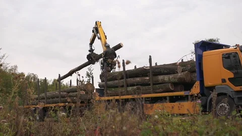 Operator Using Fork Claws Load Moving Tree Trunks Logging Vídeo Stock 127825084