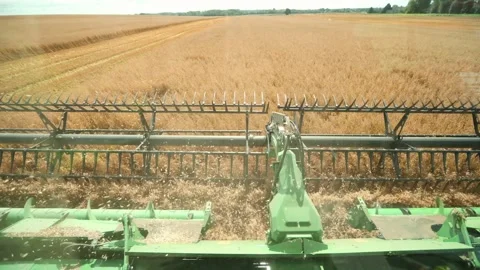 Operator View From Combine Cab Cutting Wheat With Green Header Stock Footage 324795116
