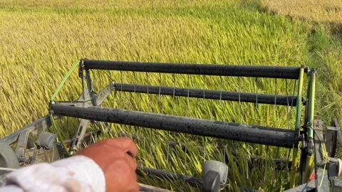 Operator view from inside the combine cabin shows the header capturing rice 库存影片 333464881