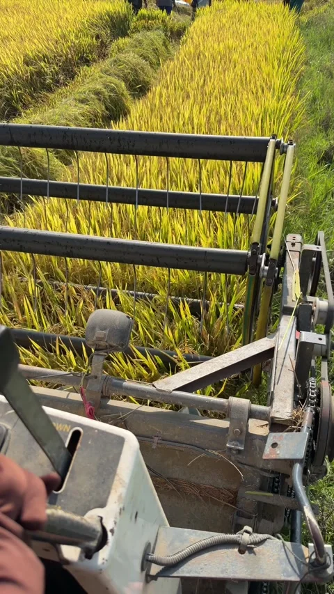 Operator view from inside the combine cabin shows the header cutting dense rice Stock Footage 335533785
