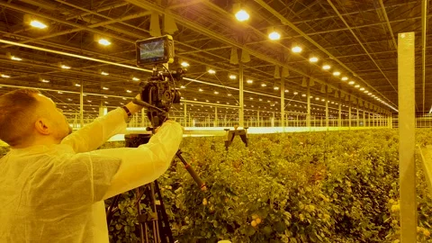 Operator will record on camera the process of irrigating rose bushes Stock Footage 130250075